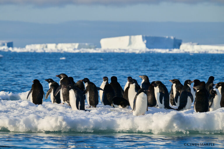 Adelies Penguins -photo Cindy Marple