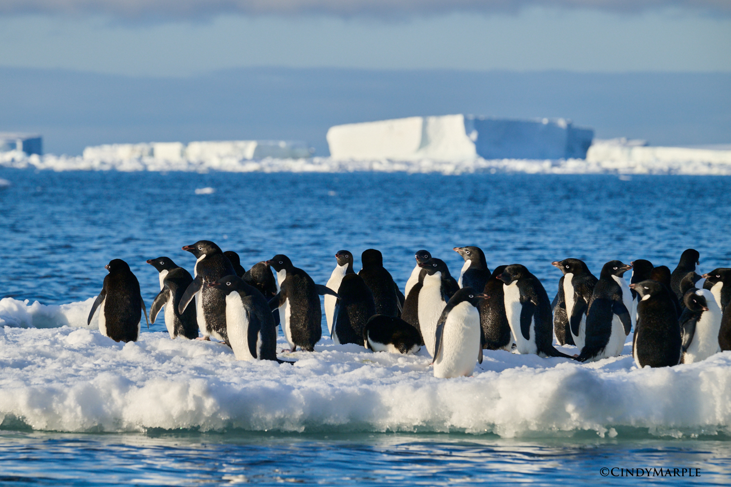 Adelies Penguins -photo Cindy Marple
