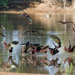 White-faced Ibis_Higley Ponds_by Donald S. Pelley