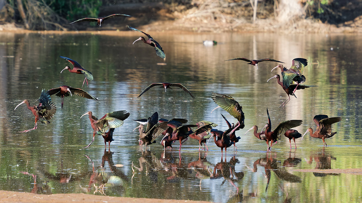 White-faced Ibis_Higley Ponds_by Donald S. Pelley