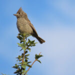 Juniper Titmouse