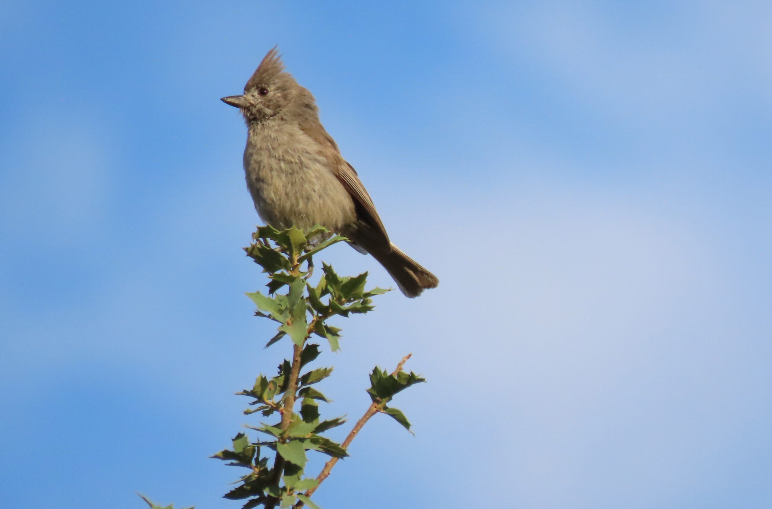 Juniper Titmouse