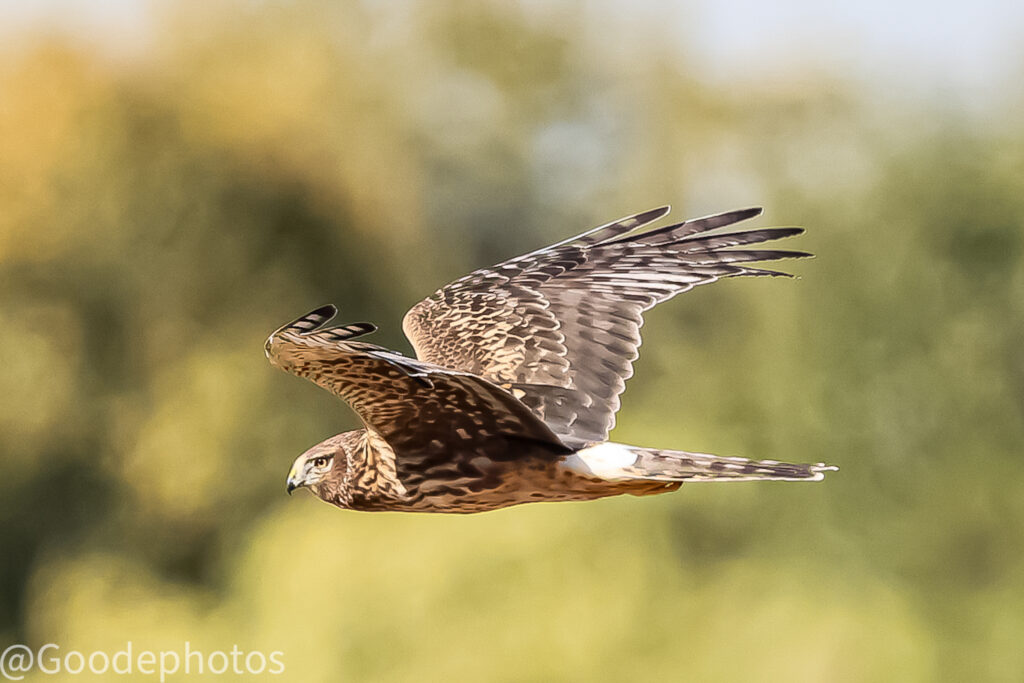 Northern Harrier - Photo By Collin Goode