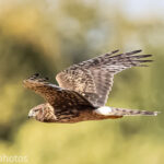 Northern Harrier - Photo By Collin Goode