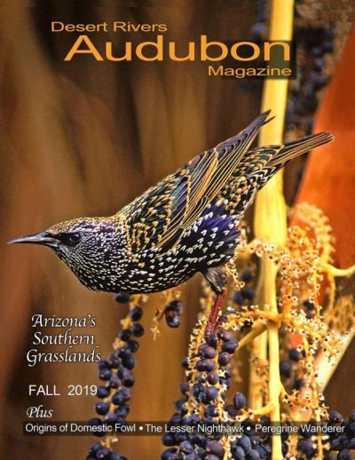 Desert Rivers Audubon Magazine – Fall 2019