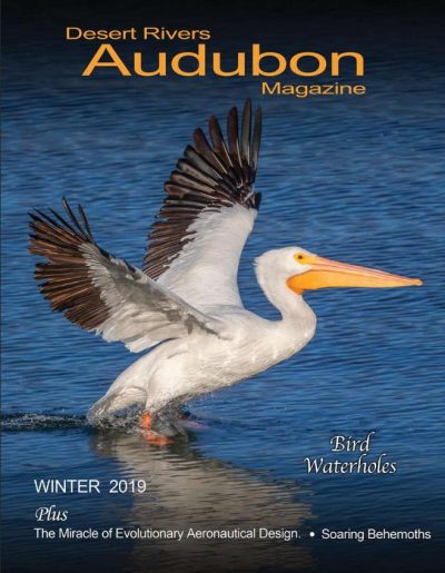 Desert Rivers Audubon Magazine – Winter 2019