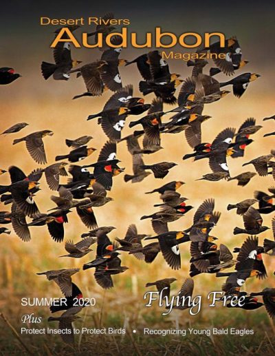 Desert Rivers Audubon Magazine – Summer 2020