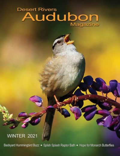 Desert Rivers Audubon Magazine – Winter 2020