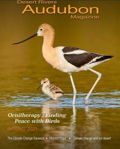 Desert Rivers Audubon Magazine – Spring 2021