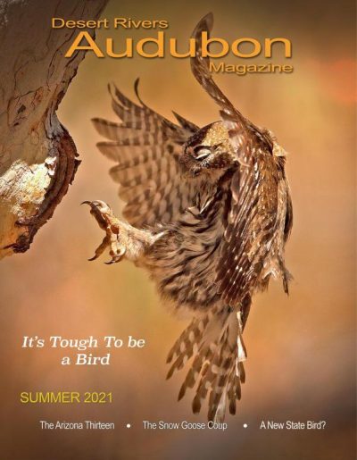 Desert Rivers Audubon Magazine – Summer 2021