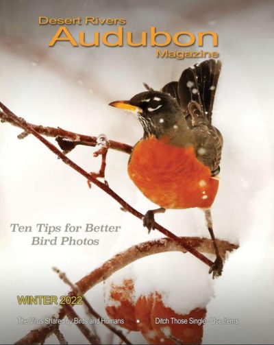 Desert Rivers Audubon Magazine – Winter 2021