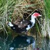 Muscovy Duck at the Riparian Preserve Water Ranch ~Vicki Hire
