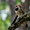 Northern-Flicker_Photo-Jeff-Reiter