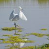 Snowy Egret at the Riparian Preserve at the Water Ranch, Gilbert, AZ -Vicki Hire