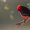 Vermilion Flycatcher, Tucson, Arizona