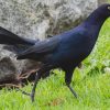 grackle-great tailed